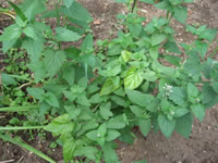 A Catnip plant in bloom, Nepeta cataria