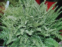 A Boston Fern, Nephrolepis exaltata