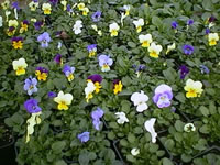 Nursery Grown Plants Violas