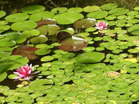 Water Lilies Blooming in the Pond, Nymphaea tetragona