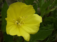 A Bright Yellow Evening Primrose Flower