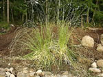 An old clump of Pampas Grass before dividing