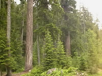 Four Generations of Living Christmas Trees