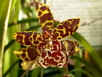 An Onicidium Papilio Orchid Flower