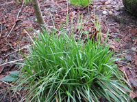 A Green Mondo Grass Plant, Ophiopogon japonicus
