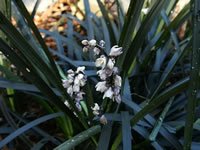 Black Mondo Grass Flowers