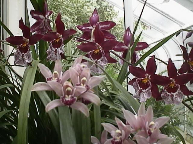 Orchids growing in a greenhouse