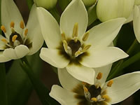 Star of Bethlehem Flowers