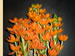 An Orange Star | Plant in Bloom, Ornithogalum dubium
