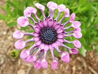 The Flower of an African Daisy, Osteospermum barberae