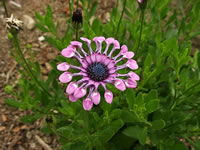 An African Daisy Blooming in the Garden