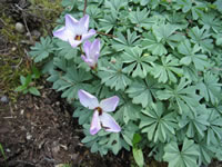A Silver Shamrock Plant Showing Pink Flowers, Oxalis adenophylla