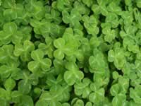 Oregon Shamrock Plants, Oxalis oregona