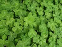 Photograph of Shamrock Plants