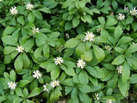 Blooming Japanese Pachysandra Growing as a Ground Cover