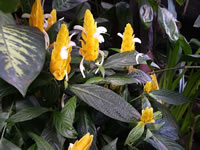 A Golden Shrimp Plant in Bloom, Pachystachys lutea