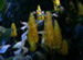 A Golden Shrimp Plant in Bloom, Pachystachys lutea