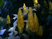 Golden Shrimp Plant Flowers