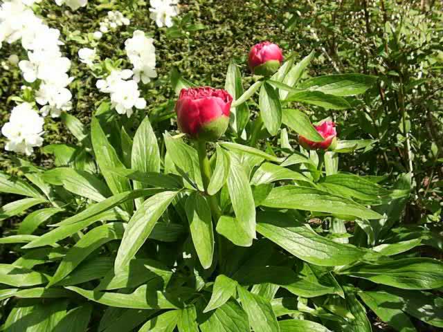 A Peony Plant in Bloom