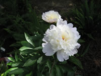 A White, Double Flowered Peony in Bloom, Paeonia lactiflora