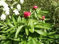 A Peony Plant Blooming in the Garden, Paeonia lactiflora