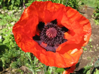 Bright Orange Flower of an Oriental Poppy, Papaver orientale