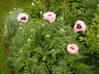 An Oriental Poppy Plant Blooming in the Garden