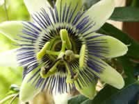 Passion Flower