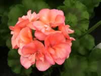 An 'Orange Appeal' Geranium in bloom
