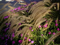 A Fountain Grass Plant in Bloom, Pennisetum alopecuroides