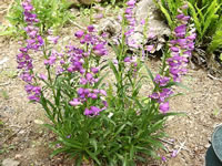 A Beard Tongue Penstemon Plant Blooming in the Garden