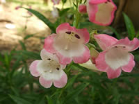 Pink Penstemon Flowers
