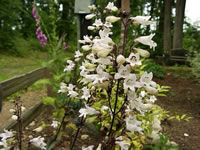 Red Husker Penstemon blooming in the garden