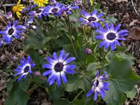 A Blue Flowering Cineraria Plant, Pericallis hybridus