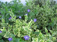 A mixture of Variegated and Green Periwinkle Plants, Vinca Major