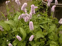 A Knotweed Plant Blooming in the Garden