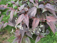 Persicaria microcephala