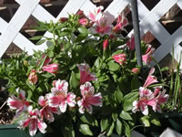 A Peruvian Lily Blooming in the Garden