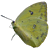 Pink Edged Sulpher Butterfly Pink Edged Sulpher Butterfly