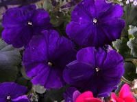 Dark Purple Petunia Flowers