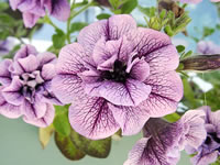 Sweet Sunshine, a Double Flowered Purple Petunia