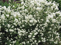 A Mock Orange Tree in bloom, Philadelphus virginalis A Mock Orange Tree in bloom, Philadelphus virginalis