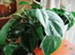 A Heart Leaf Philodendron, Philodendron scandens