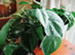 Heart Leaf Philodendron