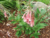 Cape Fuchsia