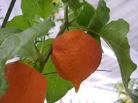 A Chinese Lantern Plant in Bloom, Physalis alkekengi A Chinese Lantern Plant in Bloom, Physalis alkekengi