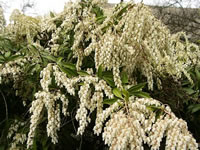 A White Flowered Lily of the Valley Shrub in Bloom, Pieris japonica