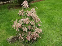 A Valley Valentine Pieris in Bloom