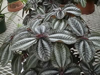 A Friendship Plant Growing in a Greenhouse, Pilea involucrata