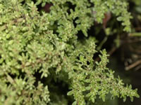 An Artillery Plant, Pilea microphylla